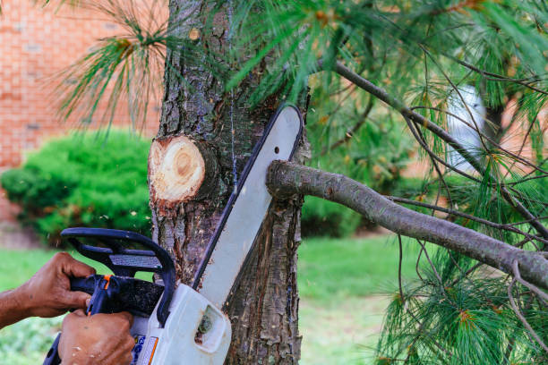 Best Tree Health Inspection  in Duluth, WA